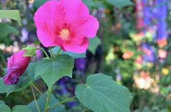 Day of the Dead in Lucinda’s colorful garden