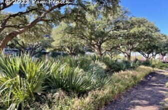 Native plant landscaping at ACC Highland Campus, the new home of Central Texas Gardener