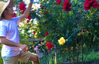 Carey’s Gardening Story – FineGardening