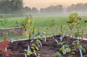 A Community Miniature Forest – FineGardening