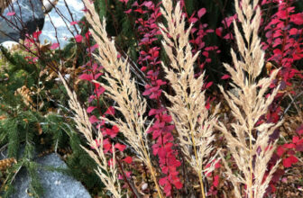 November in Colorado – FineGardening