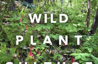 ‘wild plant culture:’ edible and medicinal natives, with jared rosenbaum