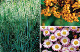 Unexpected Container Plants for Fall