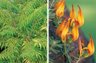 Interesting Plants for Entryway Pots