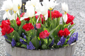 Overwinter + Grow Spring Blooms This Fall