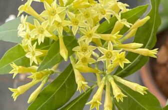 fragrant plants of the offseason, with ken druse