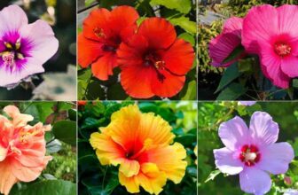 What Are The Different Hibiscus Varieties?