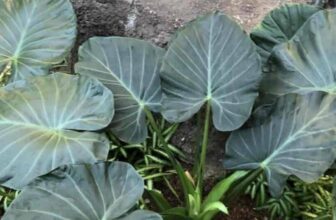 Is The Elephant Ear Plant Poisonous Or Toxic