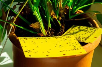 How To Eliminate and Prevent Infestation