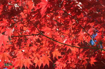 How to Grow Japanese Maples