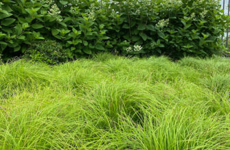 Use These Ground Covers as Lawn Substitutes