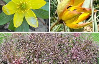 Plant a Succession of Unique Spring-Flowering Bulbs