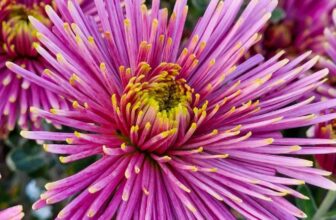 How to grow chrysanthemums for magical late season colour – The Middle-Sized Garden