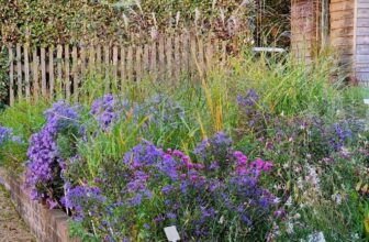 The very best time to plant perennials + top tips on filling a gap in your border – The Middle-Sized Garden
