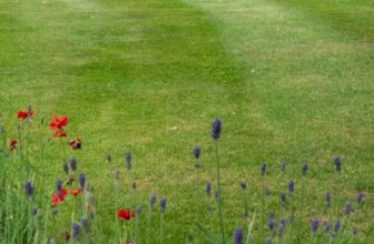 Do you really need a perfect lawn? And is it sustainable? – The Middle-Sized Garden