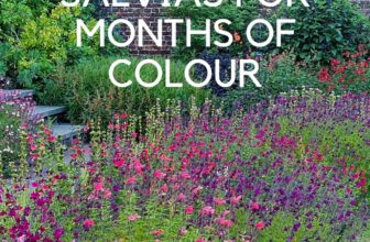Salvias – expert tips on growing long-lasting flowers – The Middle-Sized Garden