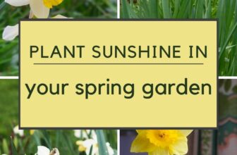 How to grow daffodils for years of beautiful spring flowers – The Middle-Sized Garden
