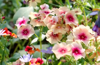 Explore a New England Garden Packed With Dense Color