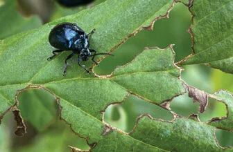 Watch Out for New Garden Pests Heading This Way