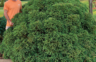 This Underutilized Dwarf Conifer Is a Great Boxwood Substitute
