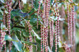 A Silk Tassel Bush With Superb Winter Blooms