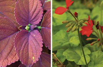 Perfect Plants for Pots Along Pathways