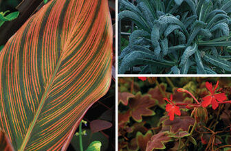 Great Plants for Focal-Point Pots