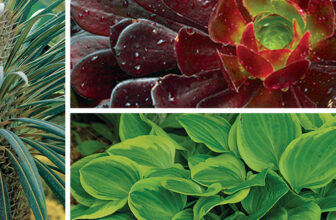 Low-Care Plants for Seating-Area Pots