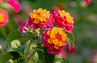 When And How To Fertilize Lantana Plants