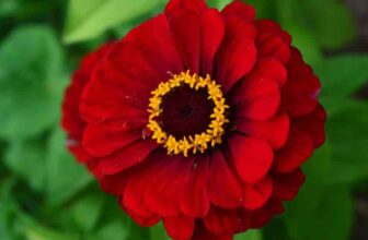 How To Grow The California Giant Zinnia