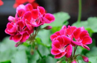 Do Deer Eat Geranium Plants And Flowers?