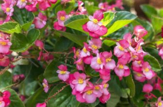 Do Deer Eat Begonias Flowers and Plants?