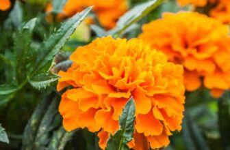 What Is A French Marigold And How To Grow It