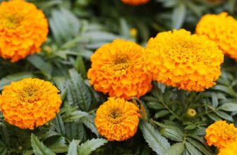 Do Marigolds Keep Rabbits Away