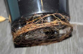 What Is The Best Pot For Fiddle Leaf Fig Trees?