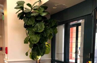 Fiddle Leaf Fig Leaves Drooping