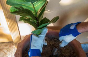 How To Save Your Plant