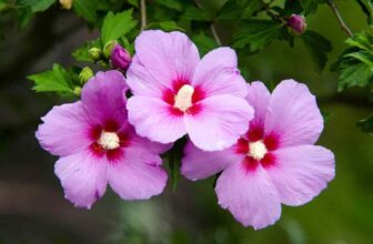 Is The Rose Of Sharon Deer Resistant?