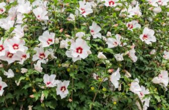 Rose Of Sharon Blooming Time