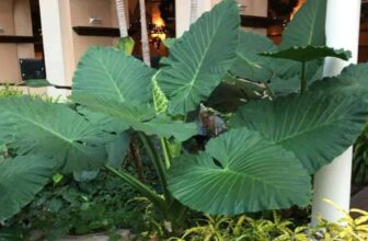 How To Grow And Care The Elephant Ear Plant Indoors