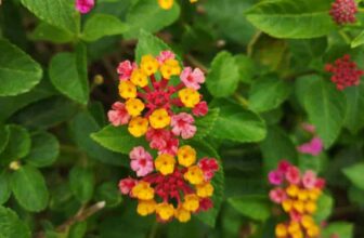 What Is Lantana Horrida And How To Grow It?