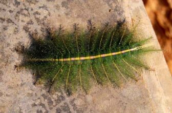What Is A Crowned Slug Moth Is It Safe?