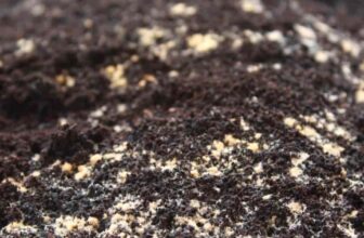 Can You Use Moldy Coffee Grounds In The Garden?