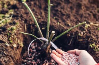 When To Start Fertilizing Roses?