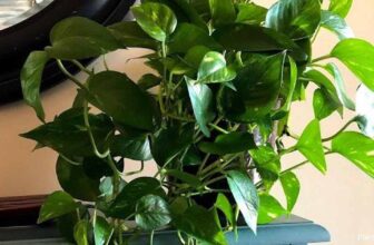 How To Propagate Pothos Plants: Growing Pothos From Cuttings