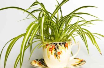 Why Are My Spider Plant Leaves Turning Brown? [DETAILS]