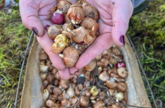 Stinzen Planting: Build Community With Bulbs and Your Sidewalk Strip