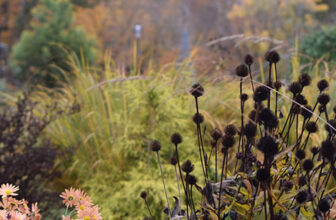 Return to Chad and Seyra’s Garden