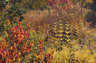 Nancy Ondra’s Pennsylvania Garden – FineGardening