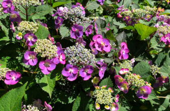 Remembering Hydrangea Season – FineGardening